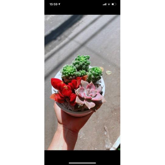 Chậu Sen Đá Tiểu Cảnh