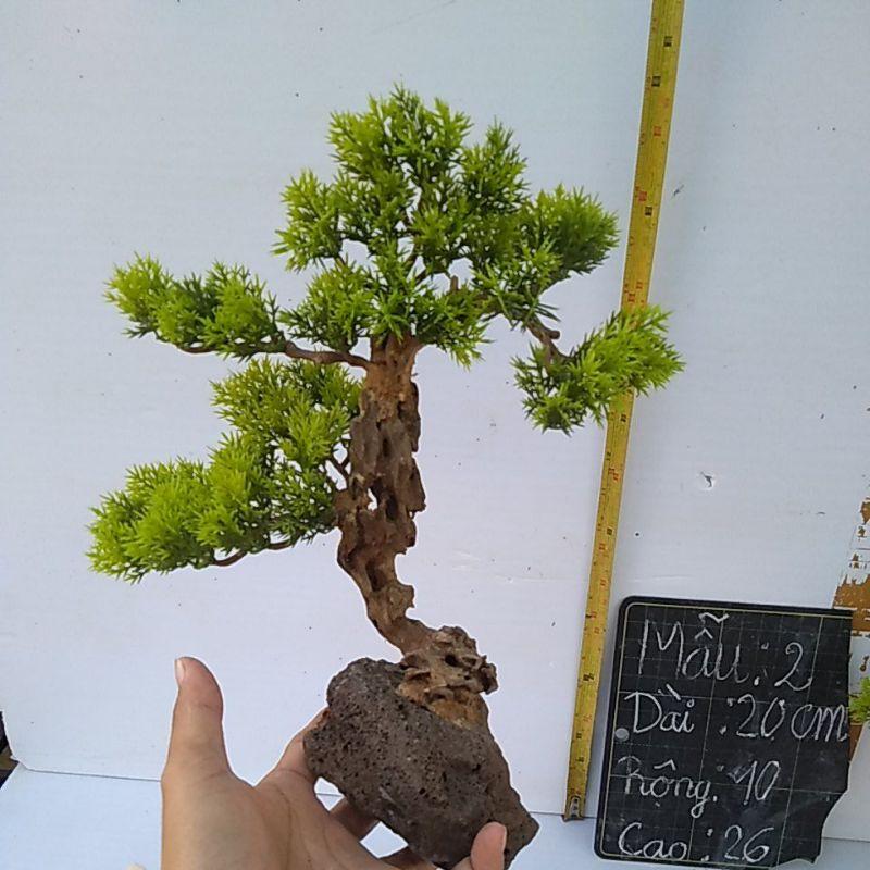 Bonsai bể cá cảnh