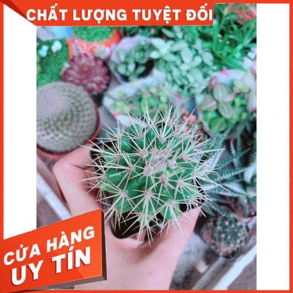 Xương Rồng Kim Hổ Nhiều Người Mua