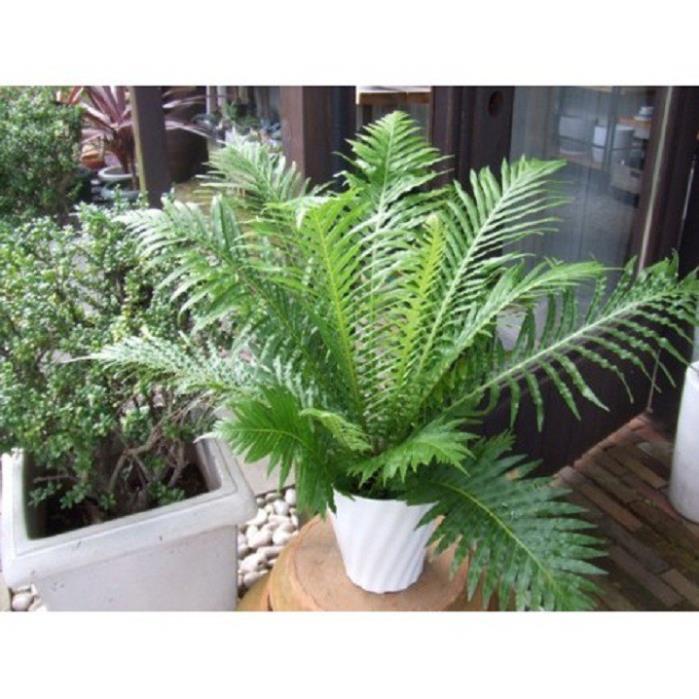 CÂY DƯƠNG XỈ HẠNH PHÚC- CÂY VƯỢNG PHONG THỦY, THANH LỌC KHÔNG KHÍ