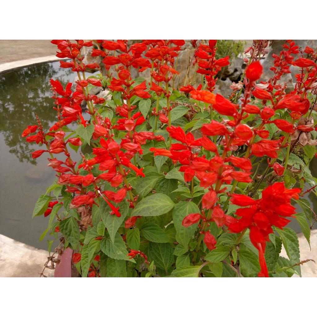 Hạt Giống Hoa/Xác/Pháo/Cao Đỏ KNS3676- Gói 50 hạt