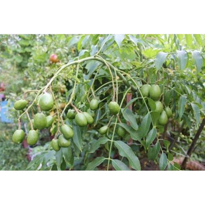 Cây CÓC THÁI siêu quả - hàng cây giống F1