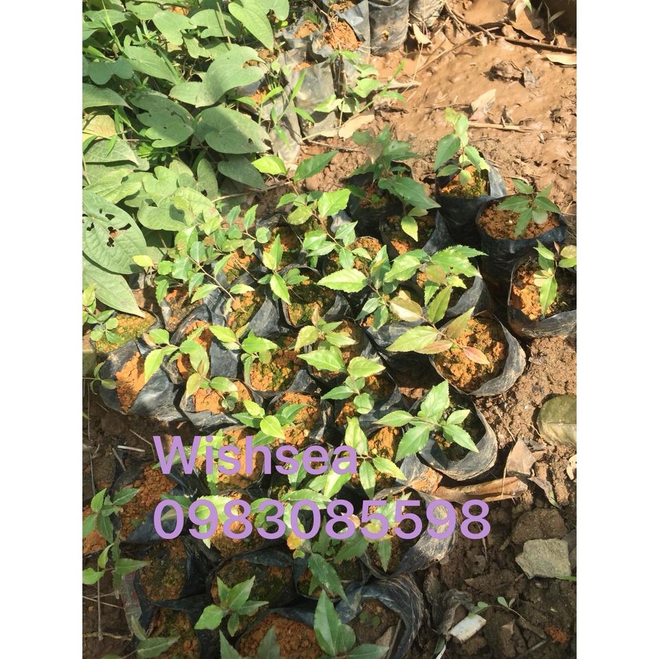 Cây hồng quân, mận quân, bồ quân