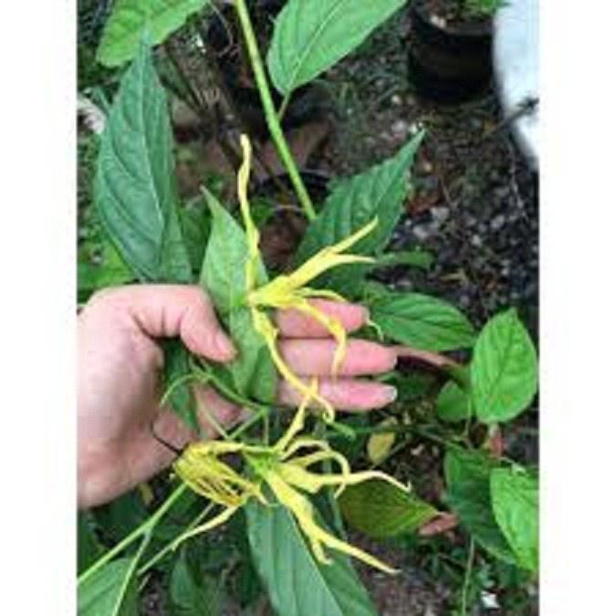 CÂY GIỐNG CÂY NGỌC LAN HOA VÀNG