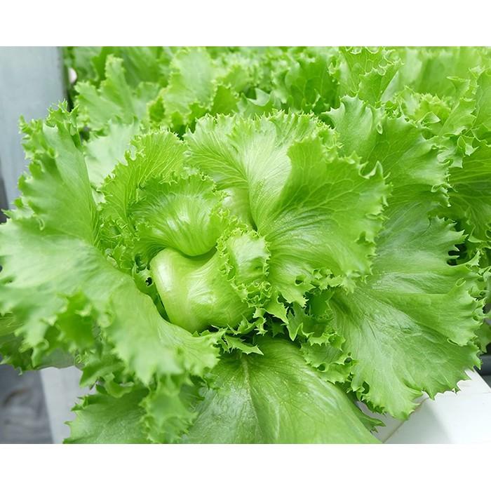 Hạt giống Xà Lách Cuộn Minetto 2g, dễ trồng