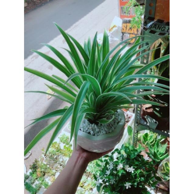 Chậu lan phát tài