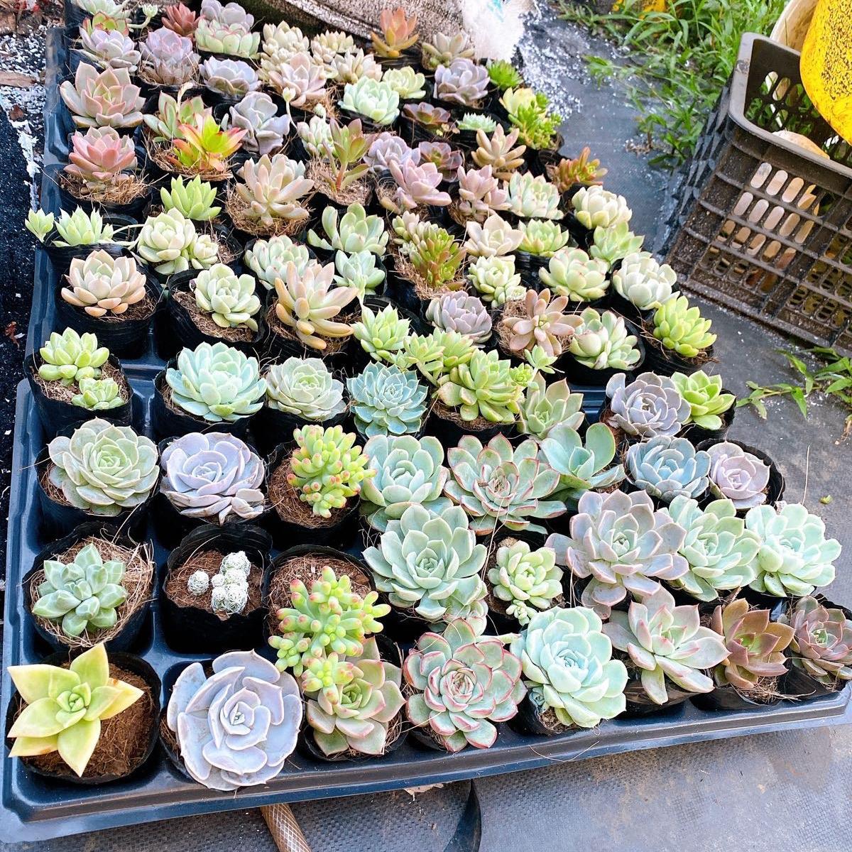 Sen đá size từ 6-8cm