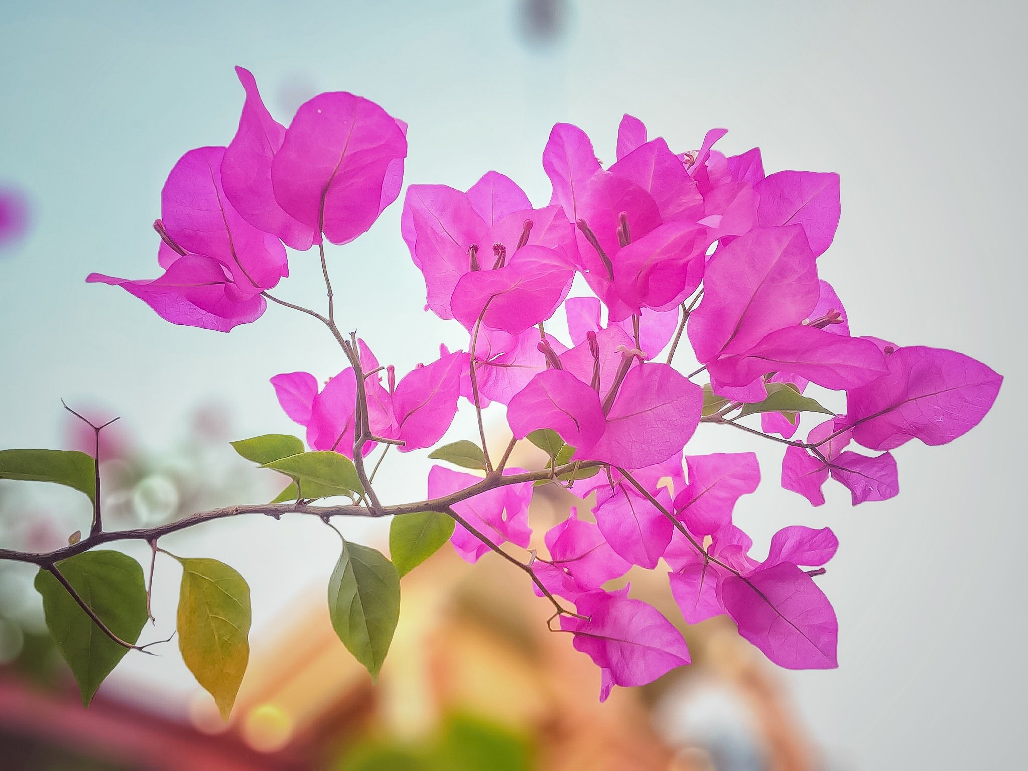 Sét 5 gói phân bón siêu ra hoa better Bloom NPK - Phân bón chuyên dùng cho hoa giấy