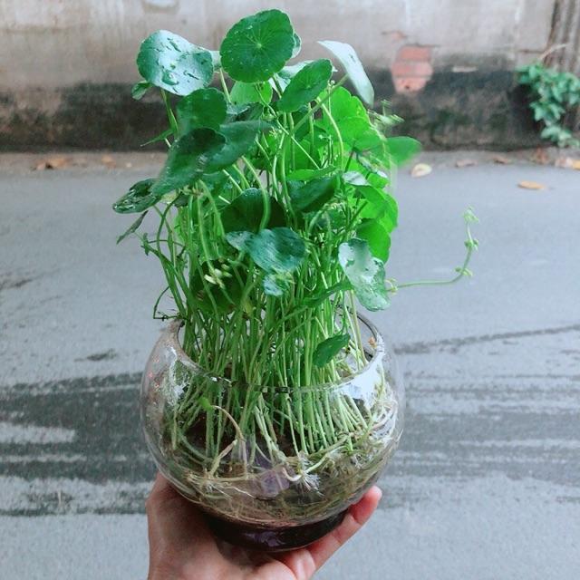 Chậu Cỏ Đồng Tiền Thuỷ Sinh
