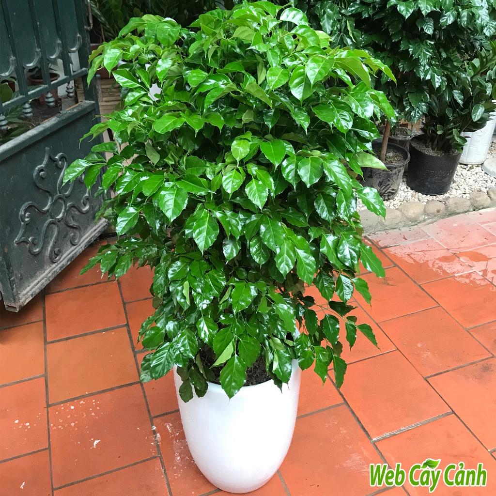 CÂY HẠNH PHÚC, CÂY MANG ĐẾN SỰ ĐẦM ẤM, HẠNH PHÚC CHO GIA CHỦ