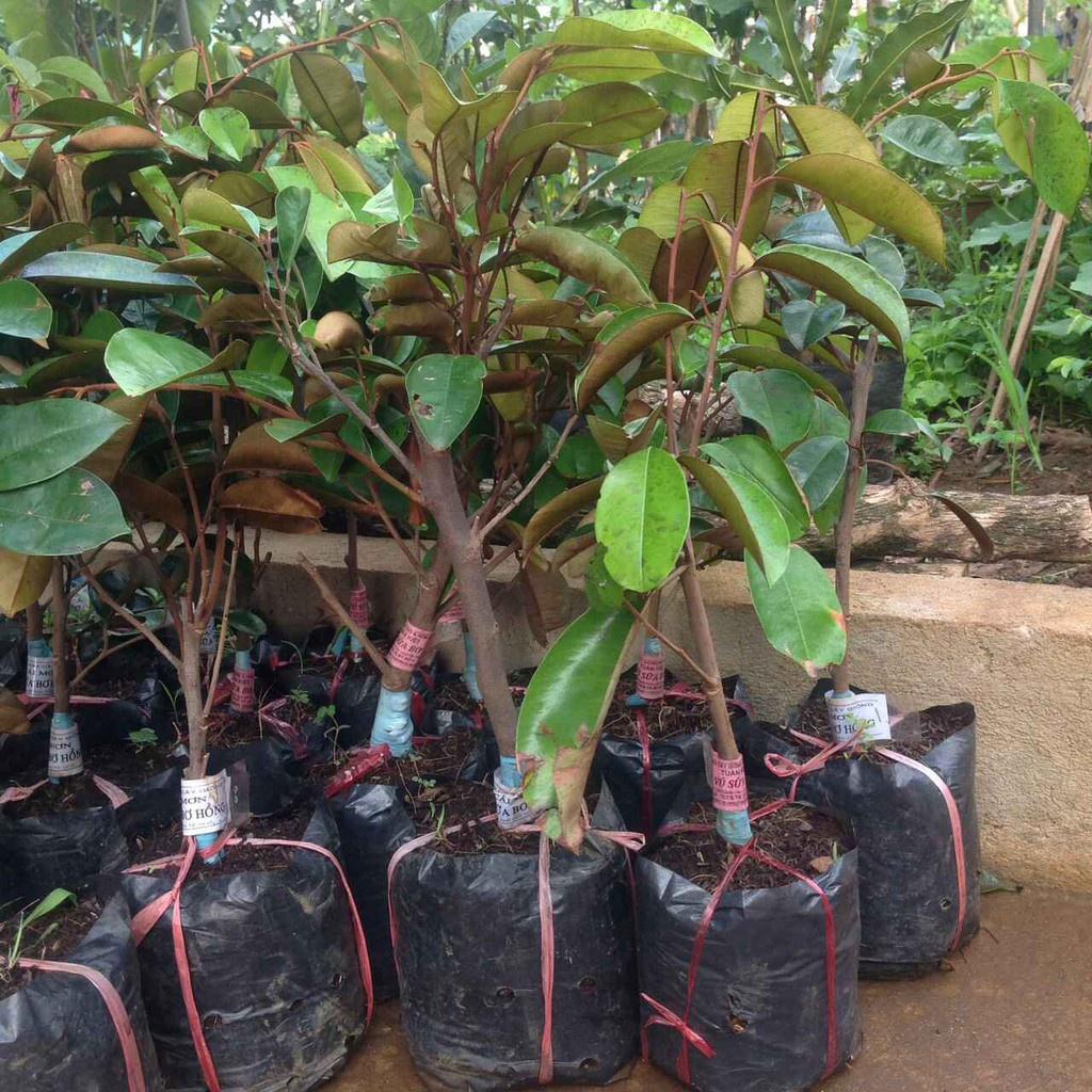 Cây giống vú sữa trắng