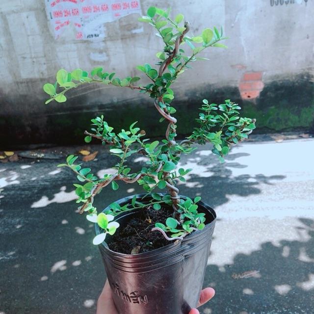 Linh Sam Núi Bonsai