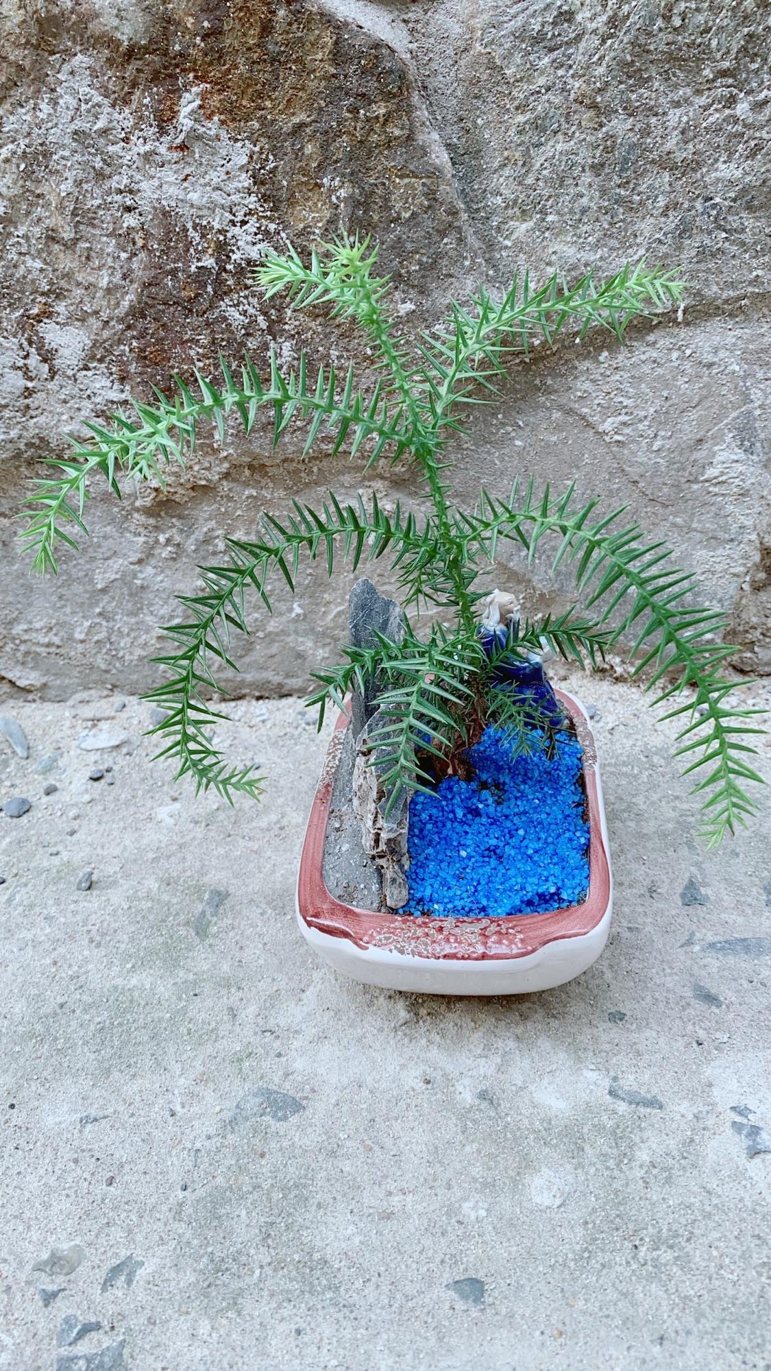 Chậu Tùng Bồng Lai