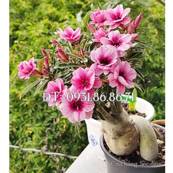 Hạt giống hoa sứ Thái Lan mix 2 màu hồng phấn – Bịch 10 hạt – Mã số 1561