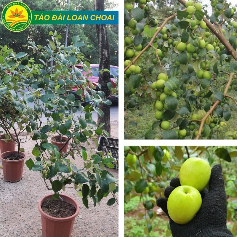 Cây Táo Lai Lê Choai cho quả ngay khi vào vụ cao 1M siêu quả, giòn, ngọt giống chuẩn chất lượng cao