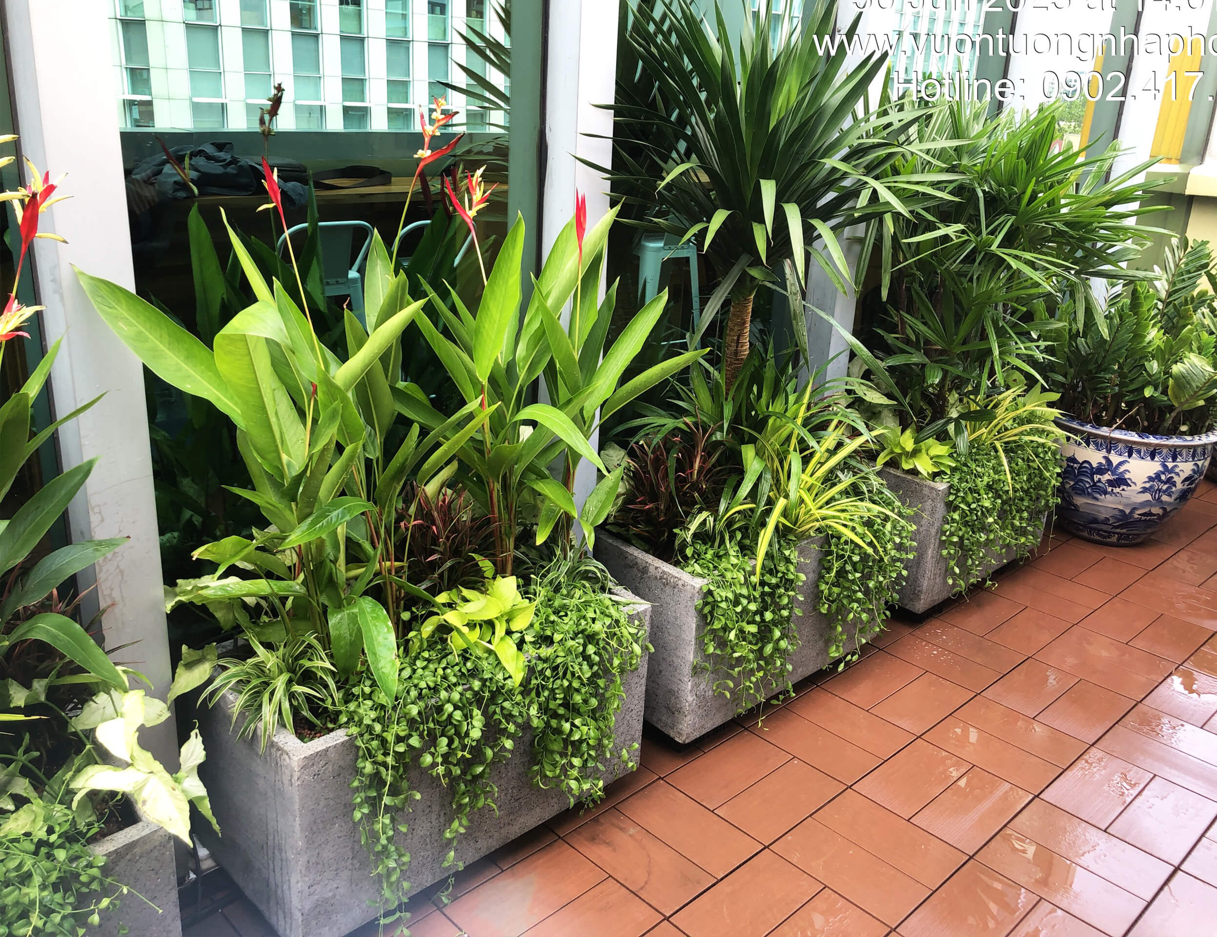 Chậu Đá Mài Cây Xanh Ban Công size lớn gồm Chậu, cây xanh, đất trồng và phân bón với thời gian bảo hành 2 tháng