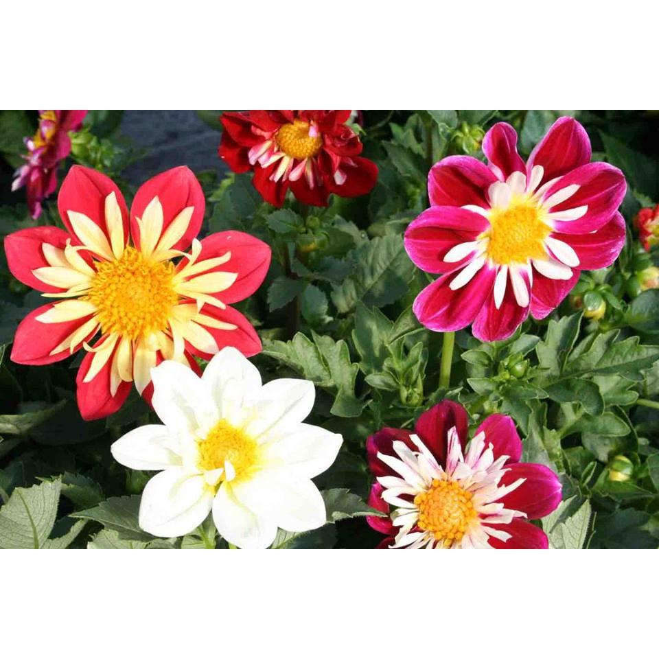 Hạt giống hoa thược dược