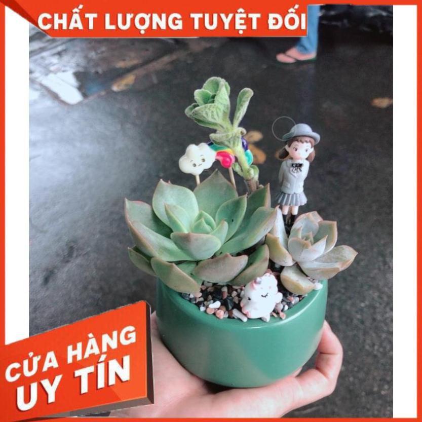 Chậu sen đá tiểu cảnh 3