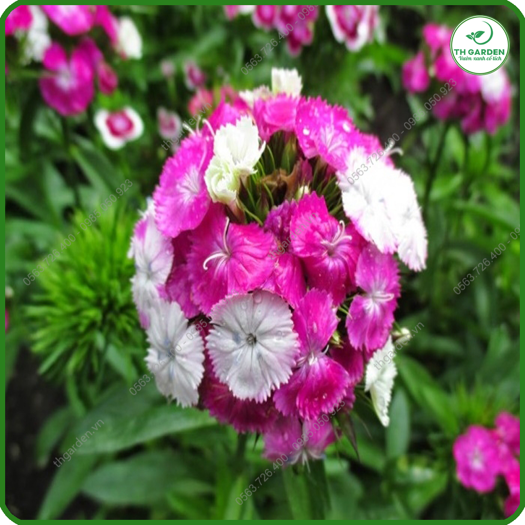 Hạt Giống Hoa Cẩm Chướng Chùm Mix Nhiều Màu TH Garden - Hạt Giống Dễ Trồng Dễ Chăm Sóc, Hoa Thơm, Bền Màu, Lâu Tàn
