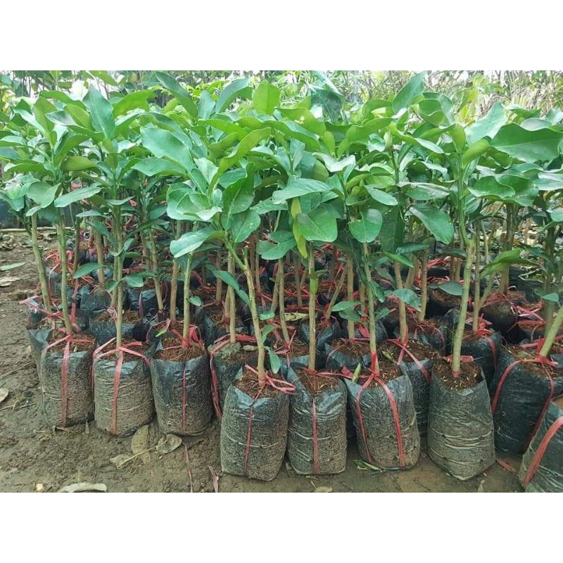 Cây giống bưởi tam hồng siêu sớm