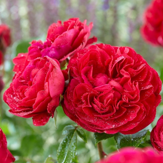 Hoa hồng ngoại Red Leonardo da Vinci rose