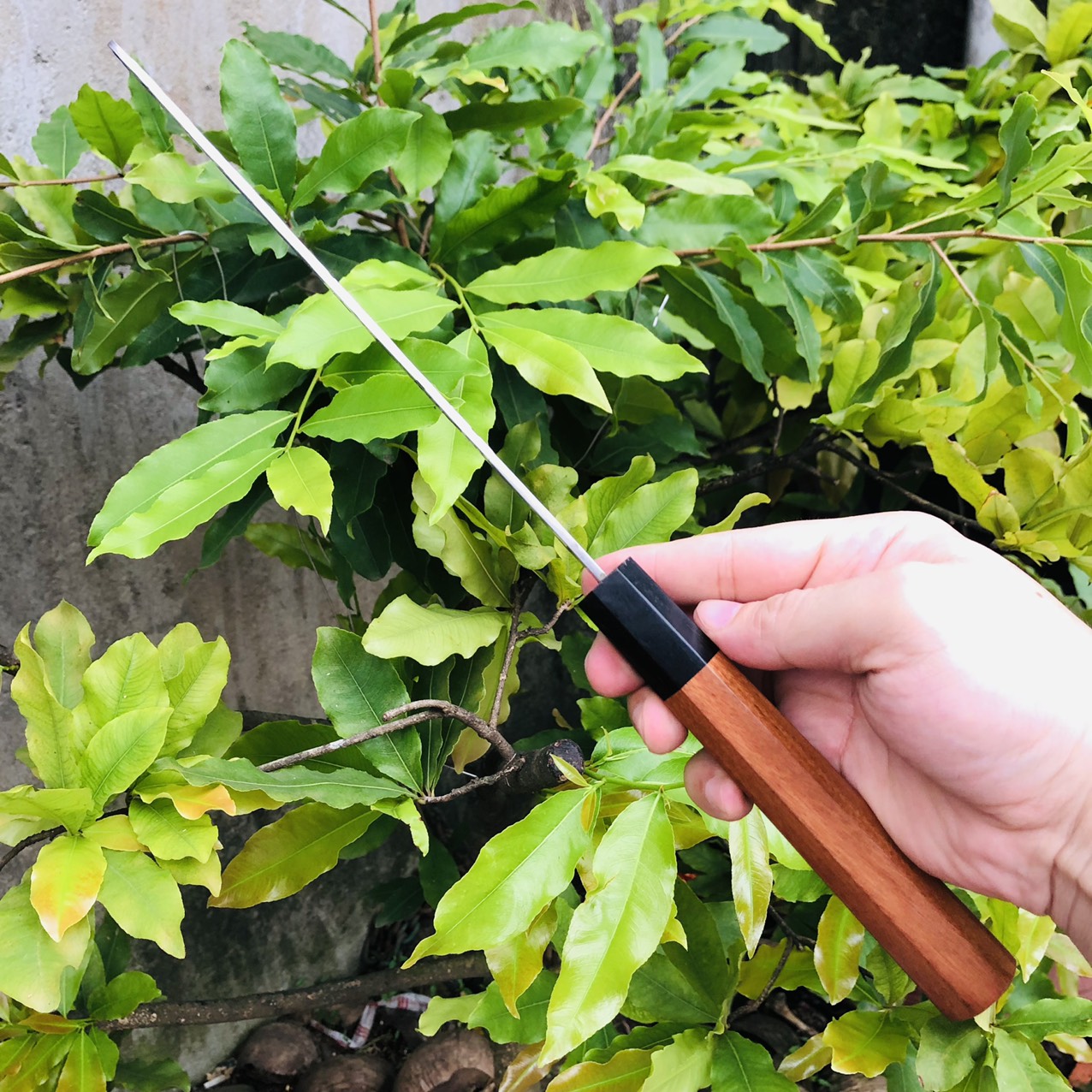 Dao thái lưỡi hình chữ nhật Akatenki Nhật dài 32cm, dày 2.5ly, cán gỗ tự nhiên rất sắc bén