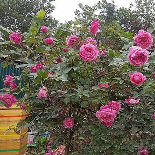Cây giống Hoa hồng cổ Sapa – Hoa hồng rực rỡ xứ Tây Bắc