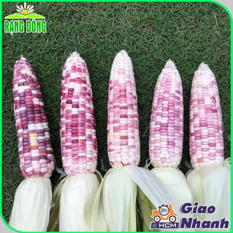 Hạt giống Bắp Nếp Cẩm Hồng Trái Dẻo, Ngọt, Rất Thơm, Trồng Quanh Năm, Kháng Bệnh Tốt - Hạt giống Rạng Đông