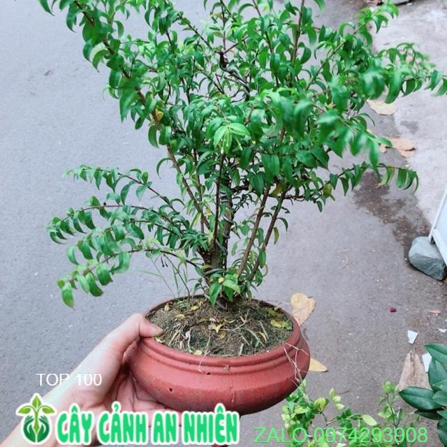 Chậu Cây Mai Chiếu Thuỷ