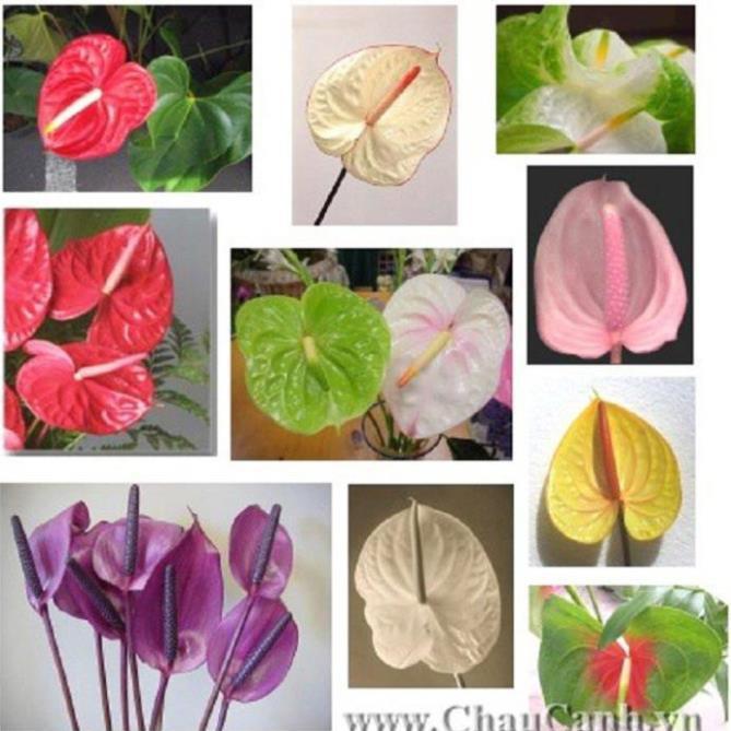 Chậu cây hồng môn MÀU HỒNG ĐẬM, cây phong thủy để bàn cho gia chủ vượng khí , nhiều tài lộc