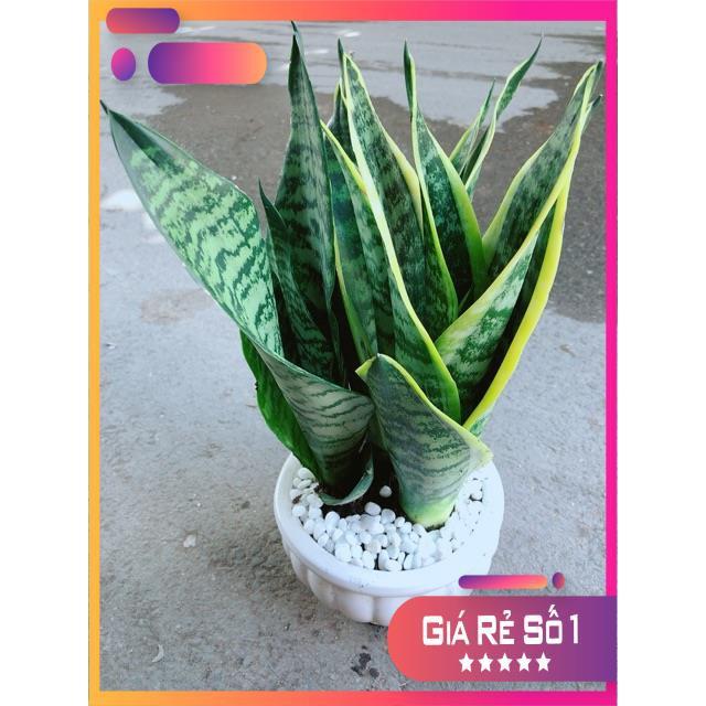 Chậu Lưỡi Hổ
