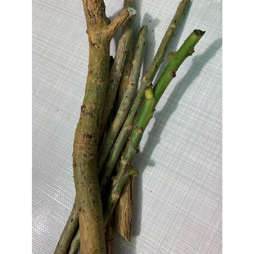 Hom cây Vông Nem làm giống