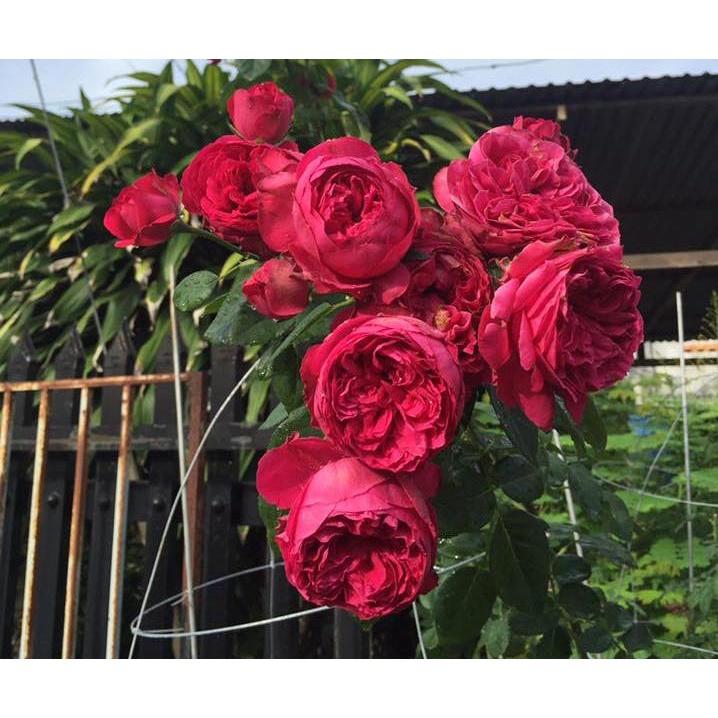 Hoa hồng leo red eden - bầu to cây lơn trưởng thành