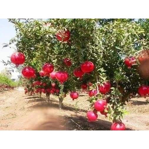 Cây giống lựu đỏ ấn độ cho trái siêu sớm