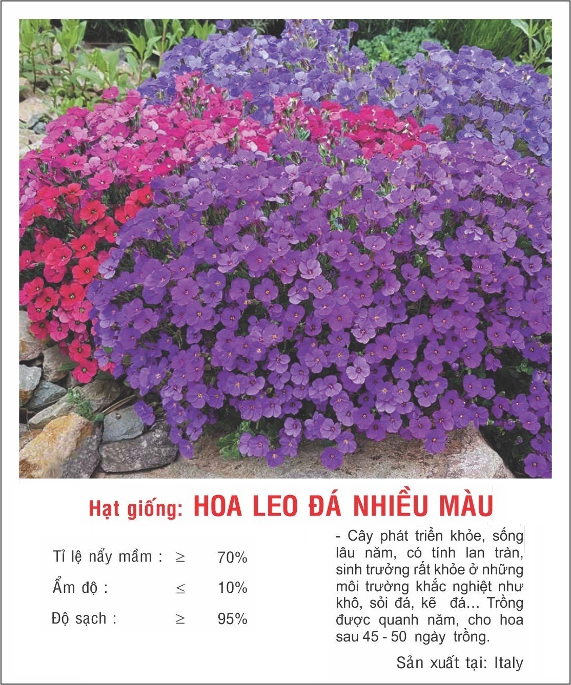 Hạt giống Hoa leo đá nhiều màu VTP168