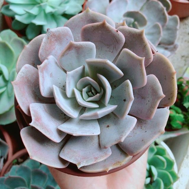 Chậu sen đá tím