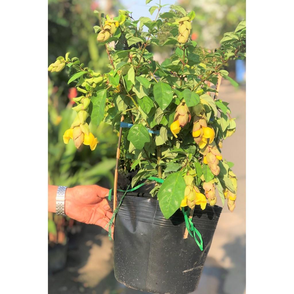 Chậu cây Huyền Trân công chúa hoa màu vàng cao 50 - 70 cm
