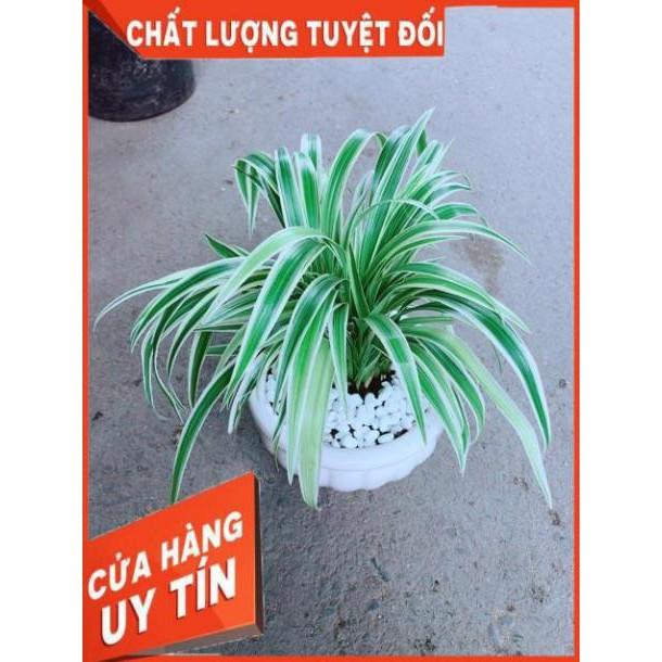 Chậu Lan Chi
