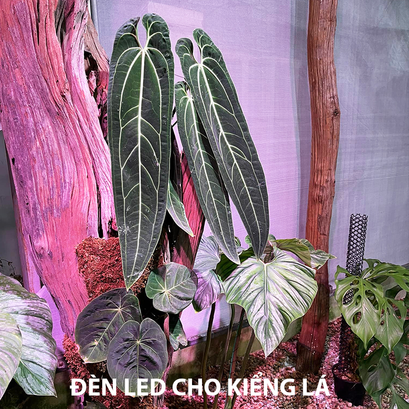 Đèn Trồng Cây Trong Nhà - Đèn Nông Nghiệp 45W tạo ánh sáng &quot;giả lập mặt trời&quot; giúp cây trong nhà phát triển nhanh, hạn chế sâu bệnh và trang trí cảnh quan