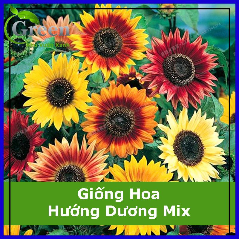 Hạt Giống Hoa Hướng Dương Nhiều Màu Mix