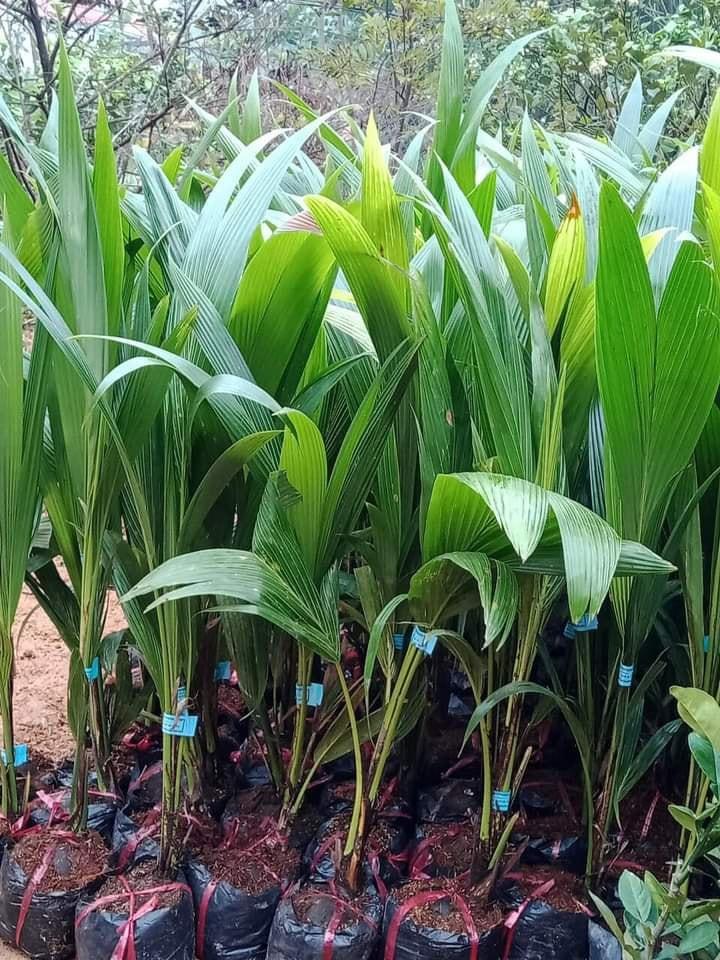 CÂY GIỐNG DỪA XIÊM LÙN