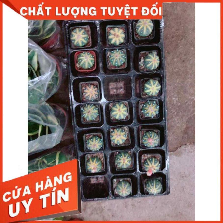 Xương rồng nhỏ Nhiều Người Mua