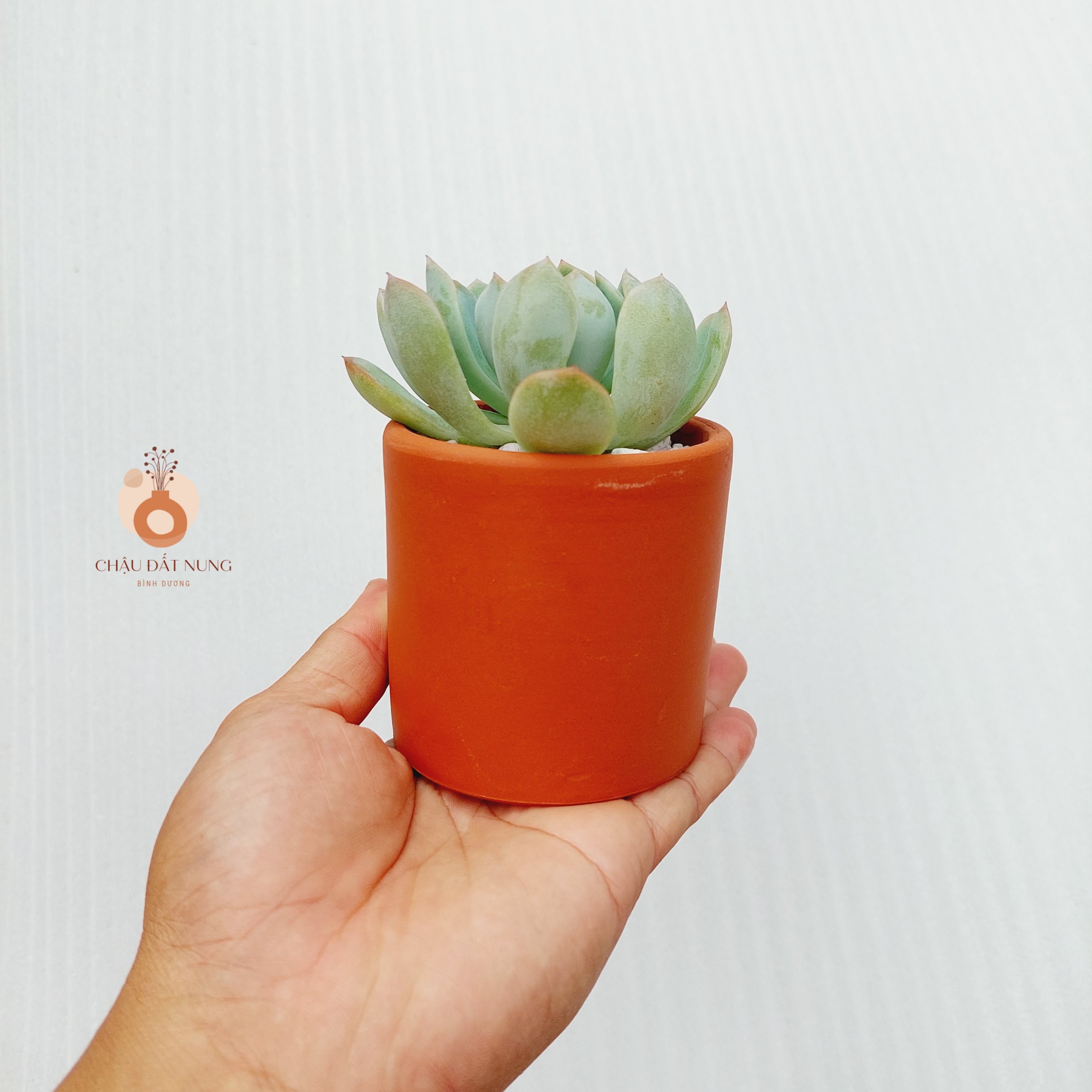 Chậu đất nung Bình Dương - Trụ 75, miệng chậu 7.5cm, chiều cao 7.5cm
