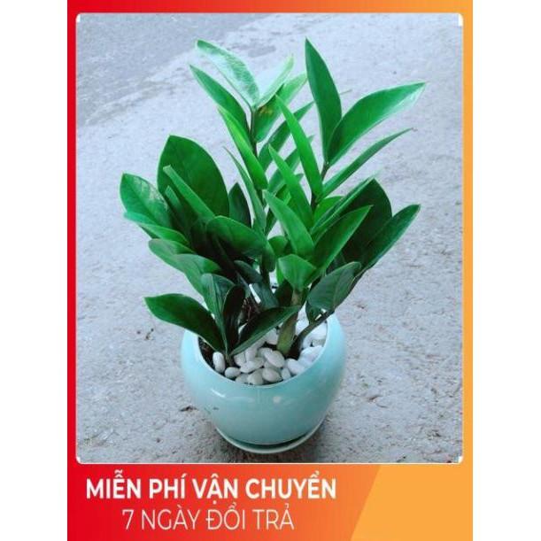 Chậu Kim Tiền Thái