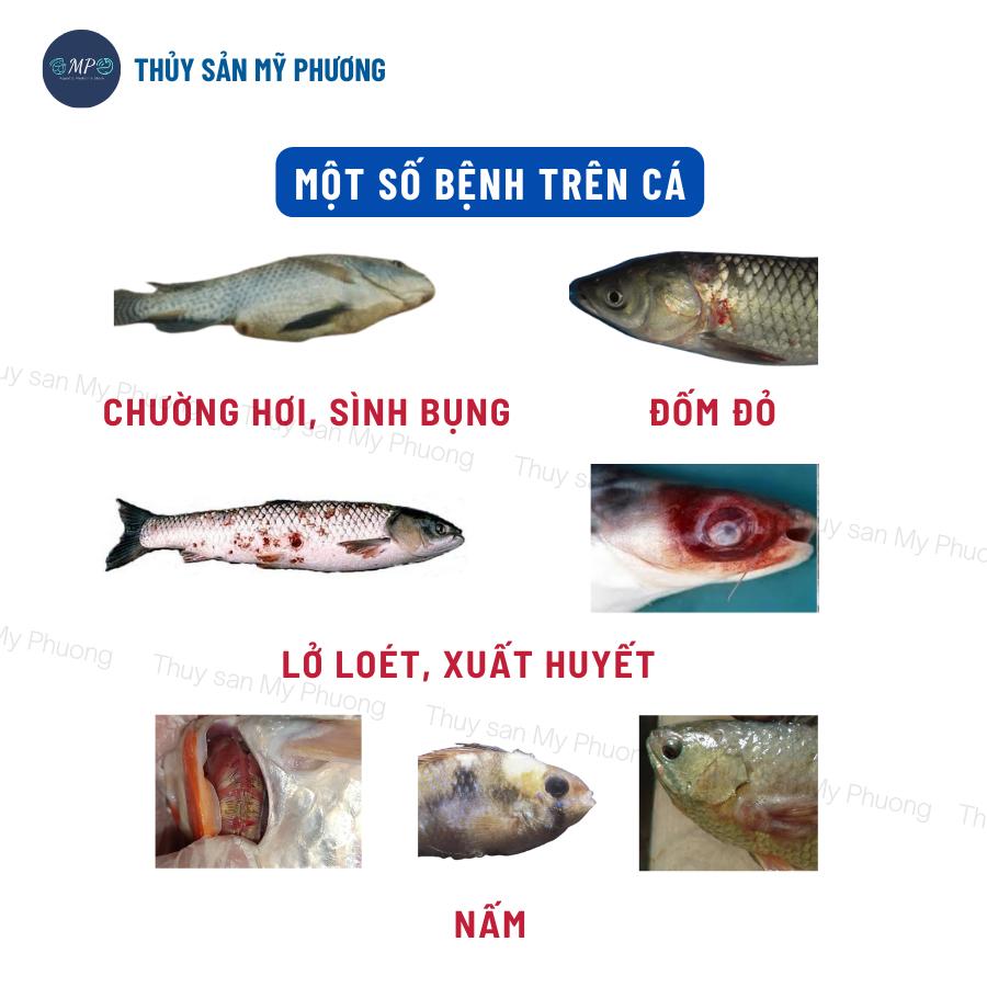 Oxytetracycline Hcl 99% ks cá đốm đỏ trắng nấm ghẻ xuất huyết hậu môn sưng gan thận mủ lồi mắt tuột nhớt có vảy da trơn