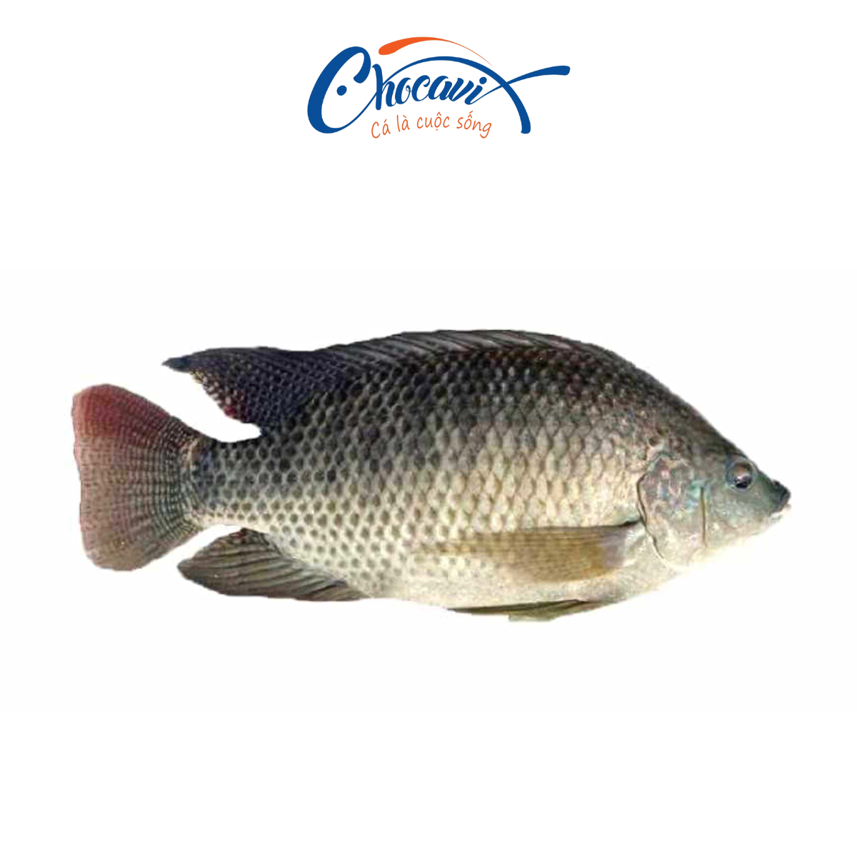 Cá Rô Phi Sống Size 1-1,5kg
