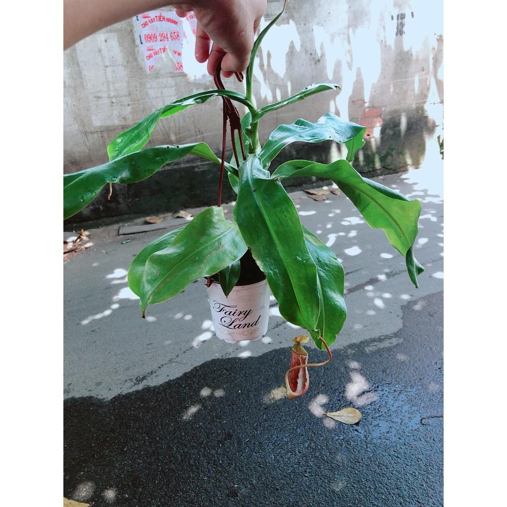 Chậu cây nắp ấm bắt côn trùng