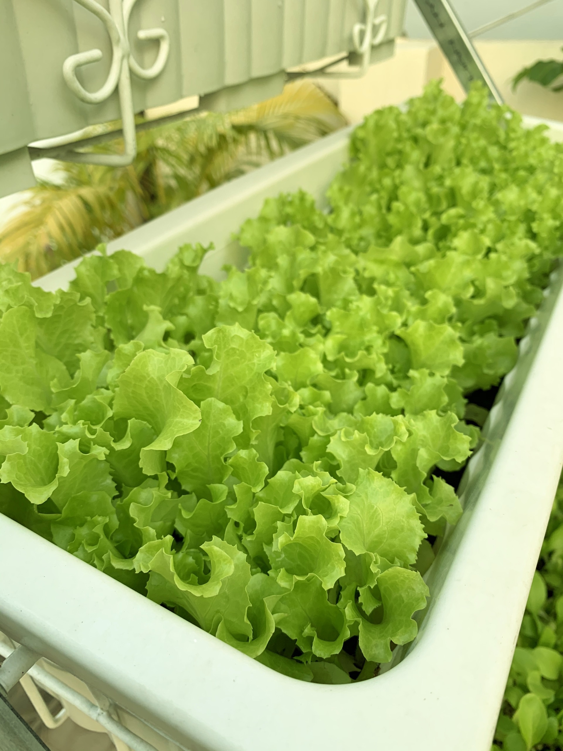 1L Phân Hữu Cơ Đạm Cá Tôm giàu Kali pha ra 400L Bón Cây Ăn Trái, Rau & Hoa Cảnh