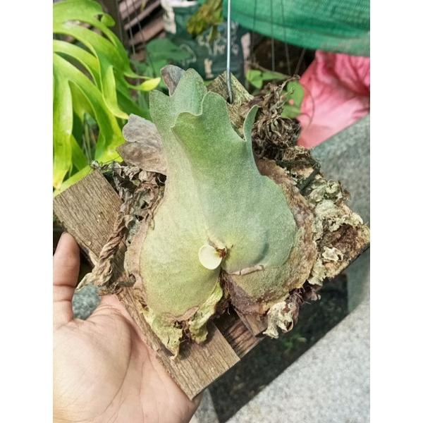 Ổ rồng Holttumi siêu mini, đã bám gỗ