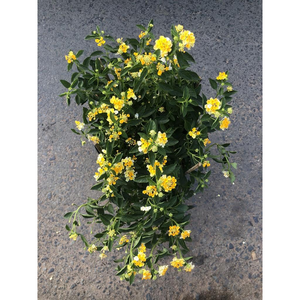 Chậu hoa Ngũ Sắc vàng chậu to